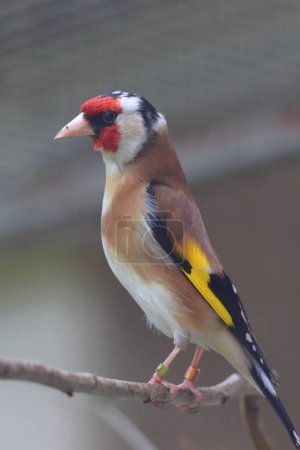 Carduelis carduelis, a small colorful bird