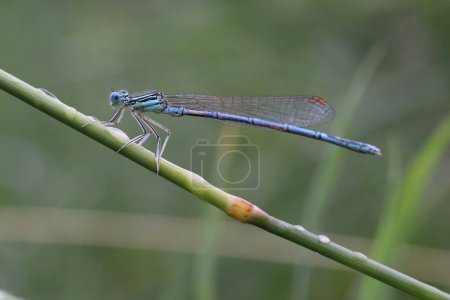 Coenagrion hastulatum, shrike azul sentado en la hierba