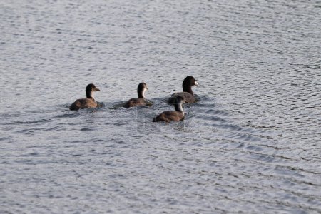 Fulica atra, Vögel treiben auf dem Wasser