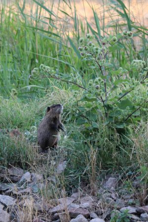 Myocastor coypus, a nutria rodent stands in the grass