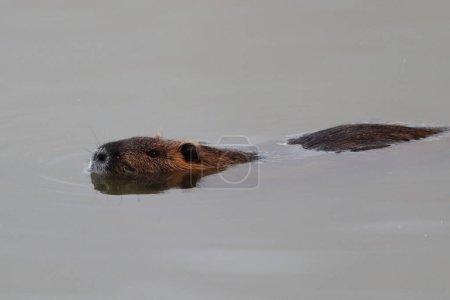 Photo for Myocastor coypus, nutria swims in water - Royalty Free Image