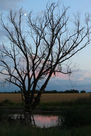 Foto de Un árbol muerto junto a un estanque con un cielo nocturno dramático - Imagen libre de derechos