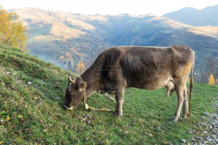 Foto de Vaca lechera gris comiendo hierba en el fondo de montañas multicolores. Otoño en las montañas, pasto de hierba verde - Imagen libre de derechos