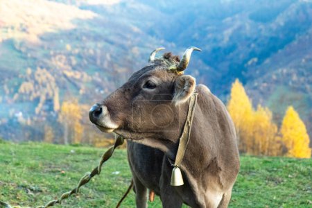 Foto de Vaca lechera de cerca en el fondo de montañas multicolores. Otoño en las montañas, pasto de hierba verde - Imagen libre de derechos