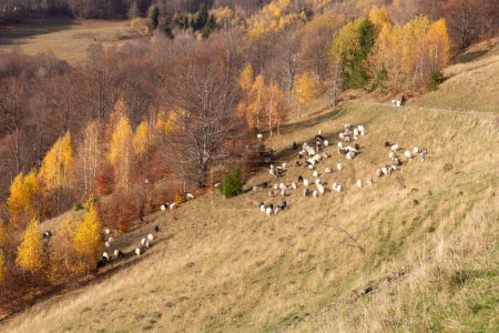 Foto de Vista de montañas con rebaño de ovejas, bosque naranja otoñal y montañas - Imagen libre de derechos