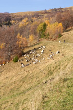 Foto de Vista de montañas con rebaño de ovejas, bosque naranja otoñal, montañas y cielo azul. Vista vertical - Imagen libre de derechos