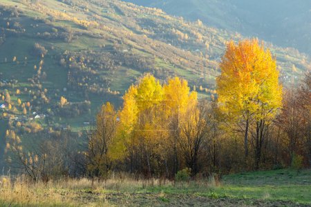 Foto de Hermosos árboles de otoño amarillos y anaranjados, montañas colinas en el fondo, Cárpatos - Imagen libre de derechos