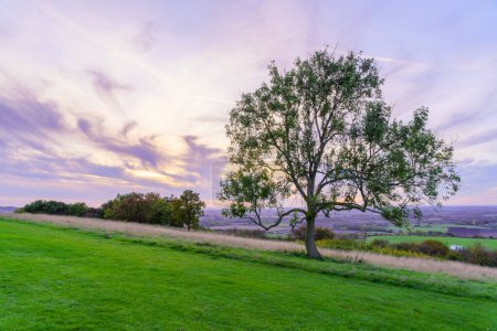 Téléchargez les photos : Coucher de soleil sur un arbre et campagne à Dunstable Downs, sud du Bedfordshire, Angleterre, Royaume-Uni - en image libre de droit