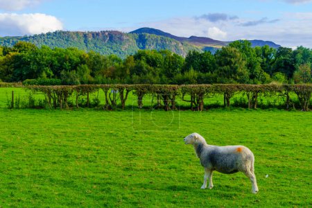 Téléchargez les photos : Vue des moutons, des arbres, des champs et des montagnes dans le Lake District, Cumbria, Angleterre, Royaume-Uni - en image libre de droit
