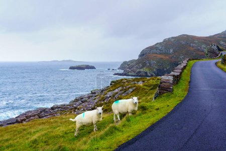 Blick auf Küstenstraße und Schafe in den Northwest Highlands, Schottland, Großbritannien