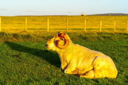 Téléchargez les photos : Coucher de soleil sur les moutons et les champs, dans les Orcades continentales, Écosse, Royaume-Uni - en image libre de droit