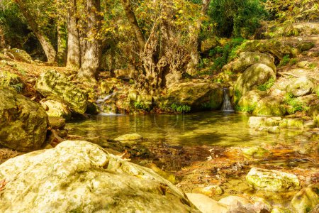 Foto de Vista de rocas, árboles, arroyo de agua y follaje de otoño, en la Reserva Natural del arroyo Amud, Alta Galilea, norte de Israel - Imagen libre de derechos