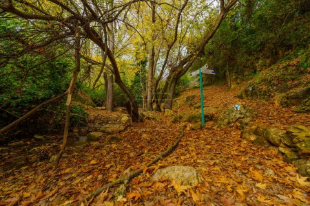 Foto de Vista de rocas, árboles, follaje de otoño y señales direccionales, en la Reserva Natural del arroyo Amud, Alta Galilea, norte de Israel - Imagen libre de derechos