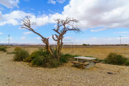 Téléchargez les photos : Winter view of desert landscape, dry acacia tree, and a picnic table. The northern Arava valley, southern Israel - en image libre de droit