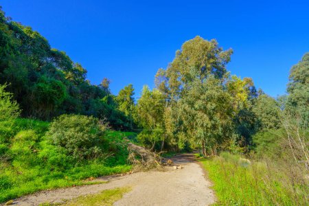 Téléchargez les photos : View of a footpath and trees, in the Nahal Giborim (Wadi Rushmiya) valley, Haifa, Israel - en image libre de droit