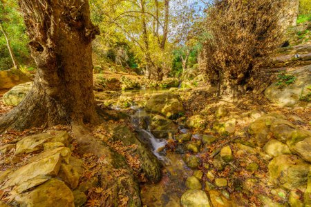 Foto de Vista de rocas, árboles, arroyo de agua y follaje de otoño, en la Reserva Natural del arroyo Amud, Alta Galilea, norte de Israel - Imagen libre de derechos