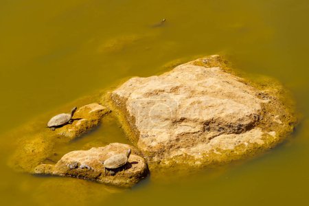 Foto de Vista de la tortuga estanque saharaui, en las montañas del Atlas Medio, Marruecos - Imagen libre de derechos