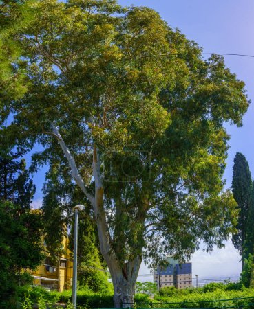 Téléchargez les photos : Vue sur le jardin de Nahum, et un eucalyptus, dans le quartier de Neve Shaanan, Haïfa, Israël - en image libre de droit
