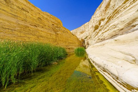Téléchargez les photos : Vue sur le Canyon du Parc National d'Ein Avdat, oasis dans le désert du Néguev, Sud d'Israël - en image libre de droit