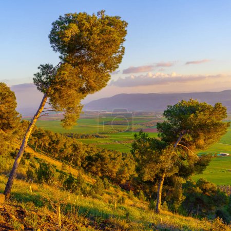 Photo for Sunset view of countryside in the Jezreel Valley, with pines and other trees. Northern Israel - Royalty Free Image
