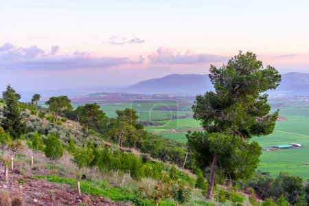 Téléchargez les photos : Coucher de soleil sur la campagne dans la vallée de Jezreel, avec des pins et d'autres arbres. Nord d'Israël - en image libre de droit
