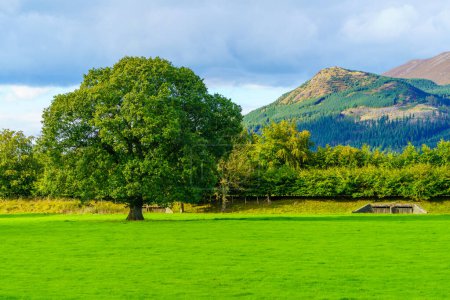 Blick auf Bäume, Felder und Berge im Lake District, Cumbria, England, UK