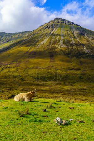 Vue d'une vache des Highlands dans l'île de Skye, Hébrides intérieures, Écosse, Royaume-Uni