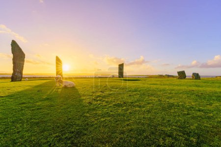 Coucher de soleil sur les pierres permanentes de la ténacité, avec des moutons, dans les îles Orcades, Écosse, Royaume-Uni