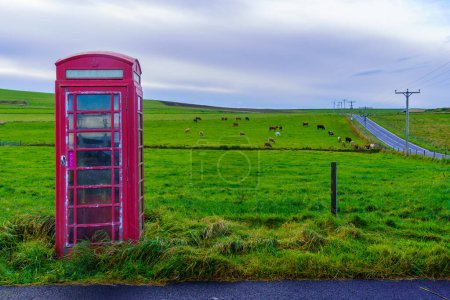Blick auf eine rote Telefonzelle in einer Landschaft von Feldern mit Rindern auf den Orkney-Inseln, Schottland, Großbritannien