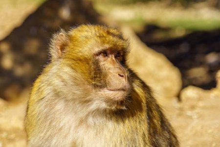 Vue d'un singe macaque barbare, dans les montagnes du Moyen Atlas, Maroc
