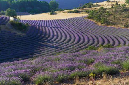 Téléchargez les photos : Un champ de lavande violette contraste avec le blé sec et une tour à Villaviciosa de Tajuna en arrière-plan - en image libre de droit