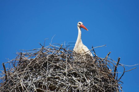 A serene moment captured with a stork comfortably settled inside its nest