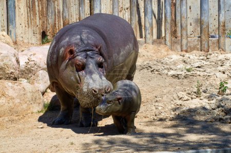 Una escena conmovedora como una madre hipopótamo y su ternero emergen del barro