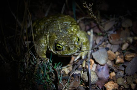A close-up of a toad under a lantern's glow, showcasing its captivating eyes