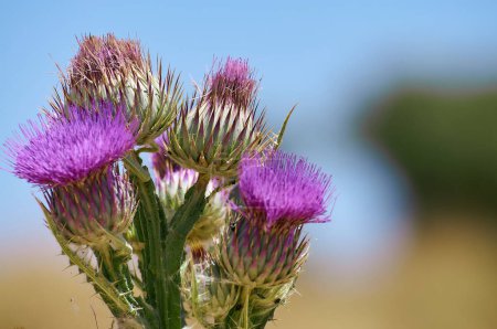 A close-up of a vibrant bull thistle showcasing its spectacular purple flowers