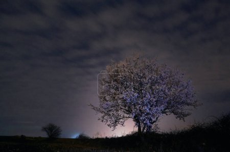 Un magnifique amandier en pleine floraison capturé dans une photographie nocturne