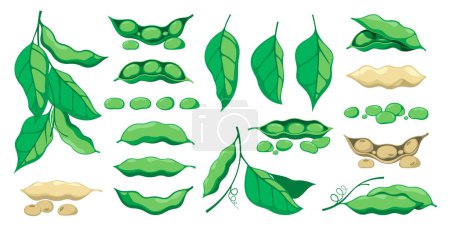 Illustration for Soy plant. Vegetarian food, organic agriculture, vegan diet concept, fresh green soybean pod and leaves. Vector isolated set. Healthy raw ingredients, cartoon harvest of vegetables - Royalty Free Image