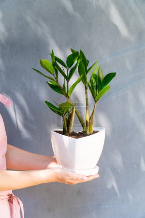 Photo for A home plant in a pot in your hands - Royalty Free Image