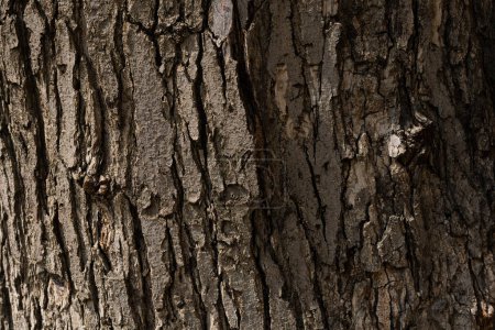 Foto de Un primer plano de la corteza de un árbol con una grieta en la corteza. - Imagen libre de derechos