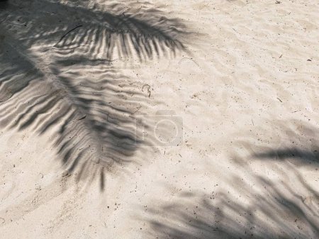 sombras de palmeras sobre la arena en Playa del Carmen, México. Foto de alta calidad