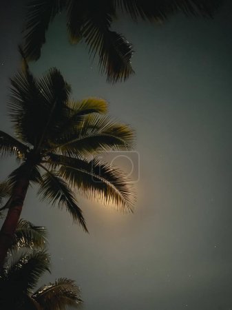 palmeras en una noche clara con luz de luna en Playa del Carmen, México. Foto de alta calidad