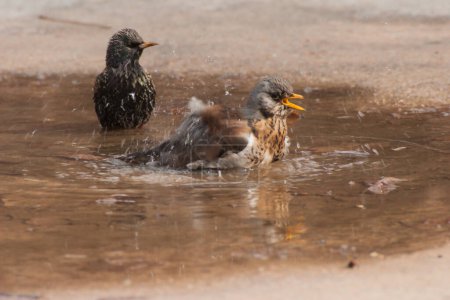 Téléchargez les photos : Grive et bataille dans l'eau après la pluie - en image libre de droit