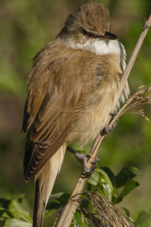 Great Reed Warbler, portrait in a natural environment, great approximation