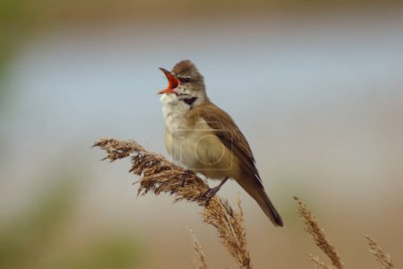 Great Reed Warbler, portrait in a natural environment, great approximation