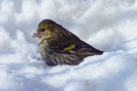 The cold Greenfinch in winter in the snow. A small wintering bird in Poland appears in the gardens.