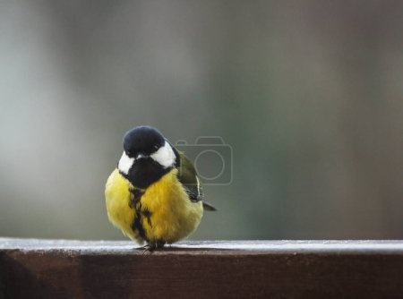 Téléchargez les photos : The tit bird frozen in the winter in the cold is looking for food - en image libre de droit
