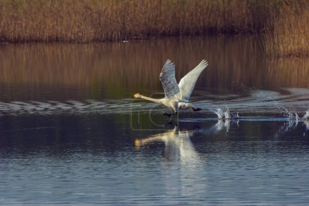 Foto de El cisne blanco flota en el estanque y se levanta al vuelo - Imagen libre de derechos