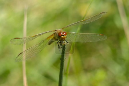 The red yellow dragonfly sits on the grass in the meadow