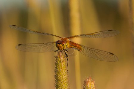 The dragonfly sits on the grass in the meadow in the setting sun