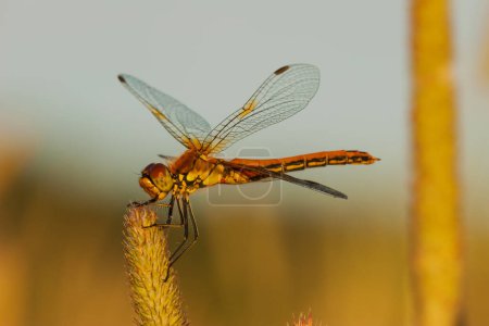 The dragonfly sits on the grass in the meadow in the setting sun